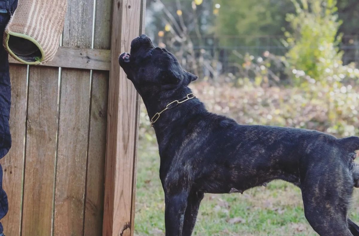 Understanding Aggression in Dogs: Factors and Prevention