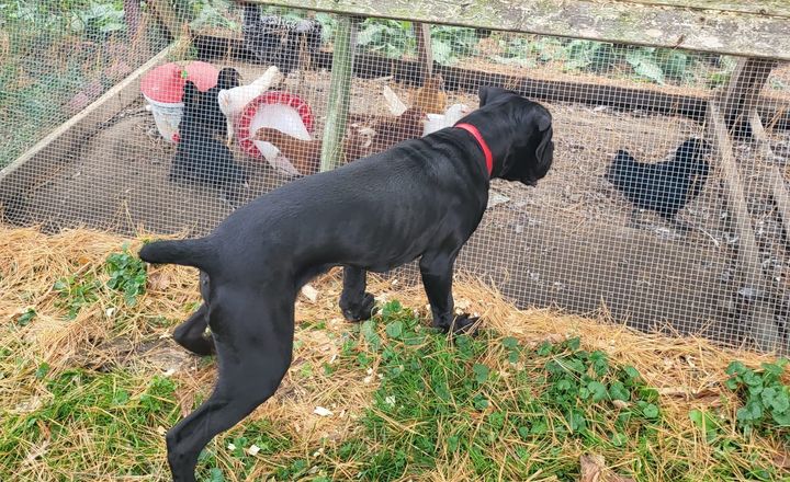 The Role of Arousal in Aggression: Understanding Your Dog's Behavior